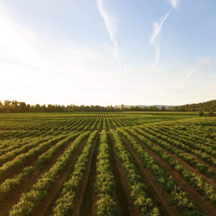 Field of crops